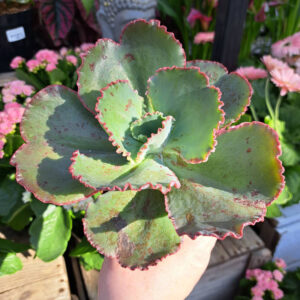 Echeveria Gibbi Flora Red