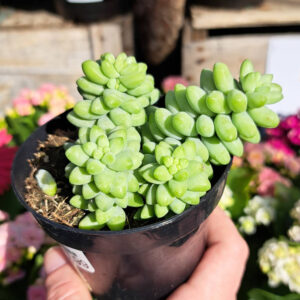 Sedum Donkey Tail
