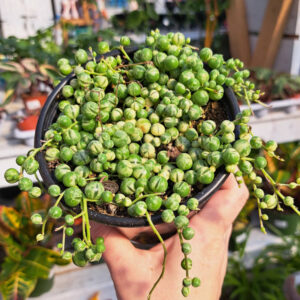 Senecio String of Pearl Variegata
