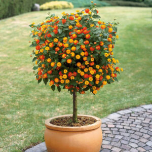 Lantana