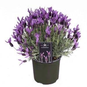 lavendula early purple