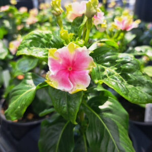 Catharanthus Flamenco