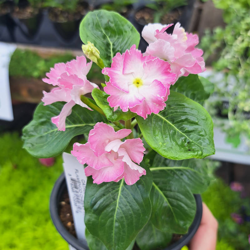Catharanthus Flamenco
