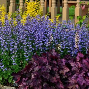 Nepeta faassenii Purrsian Blue