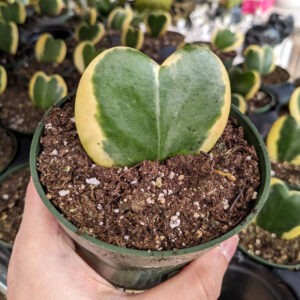 Hoya Kerrii Variegata