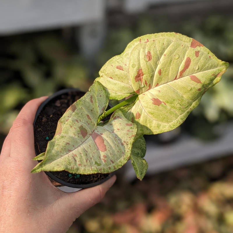 Syngonium Milk Confetti