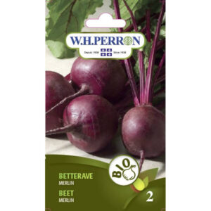 Betterave Merlin