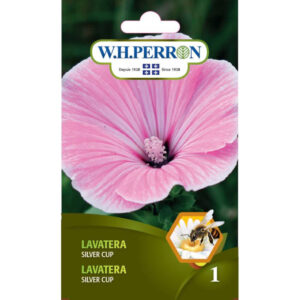 Lavatera Silver Cup