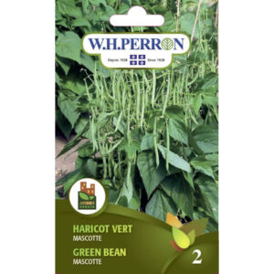 Haricot Vert Mascotte
