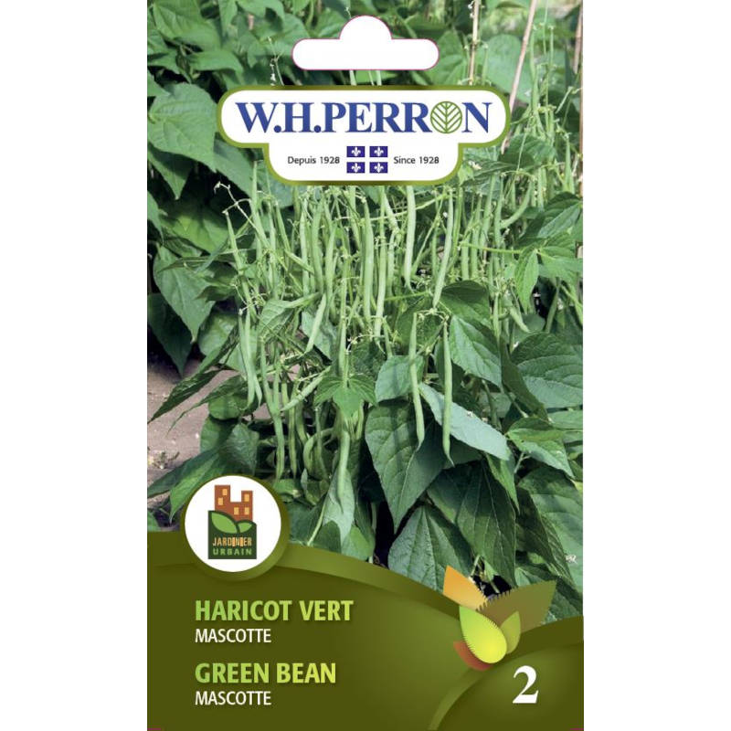 Haricot Vert Mascotte