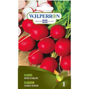 Radis Rond Écarlate