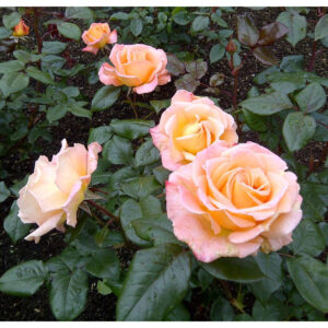 Rosier Rosemary Harkness