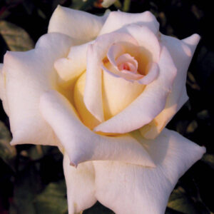 Rosier Caroline de Monaco