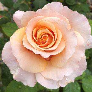 Rosier Catherine Hershey