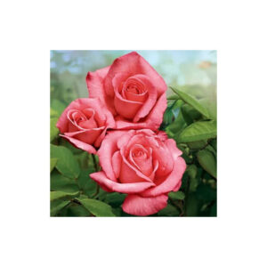 Rosier Lady Aberdeen