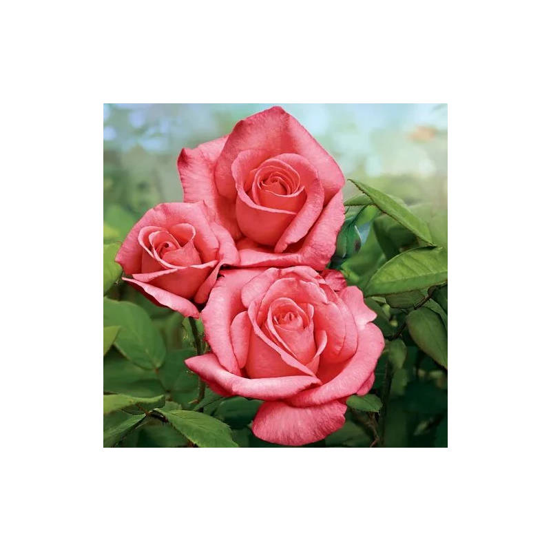 Rosier Lady Aberdeen