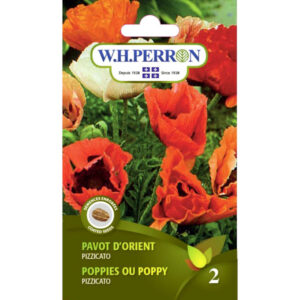 Pavot d'orient Pizzicato