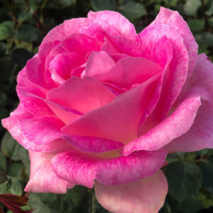 Rosier Painted Porcelain