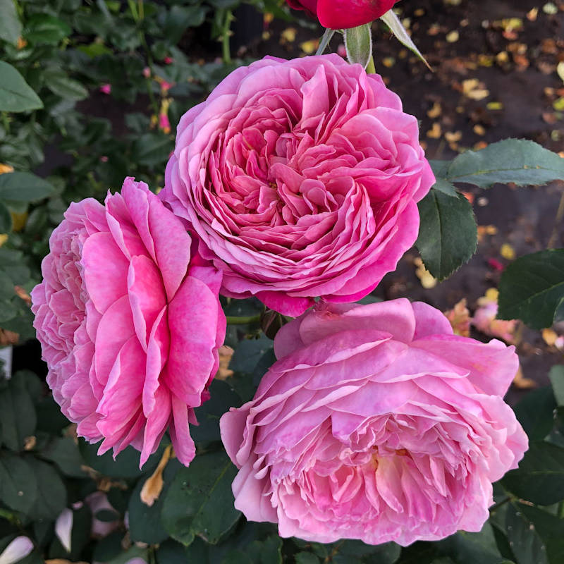 Rosier Queen of Elegance