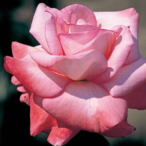 Rosier Sheer Elegance