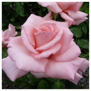 Rosier Mary Lou Whitney