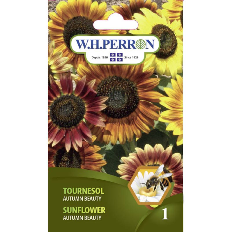 Tournesol Autumn Beauty