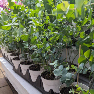 Eucalyptus Silver Bleu