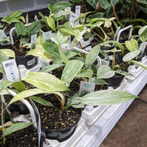 Philodendron Florida Ghost Mint