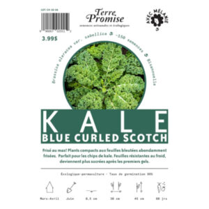 Kale Blue Curled Scotch