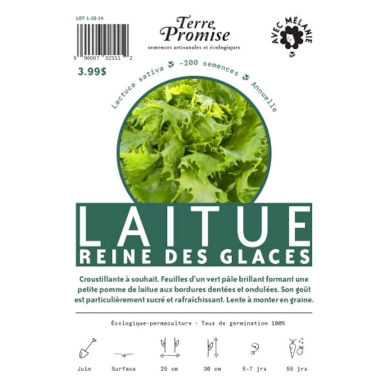 Laitue Reine des Glaces