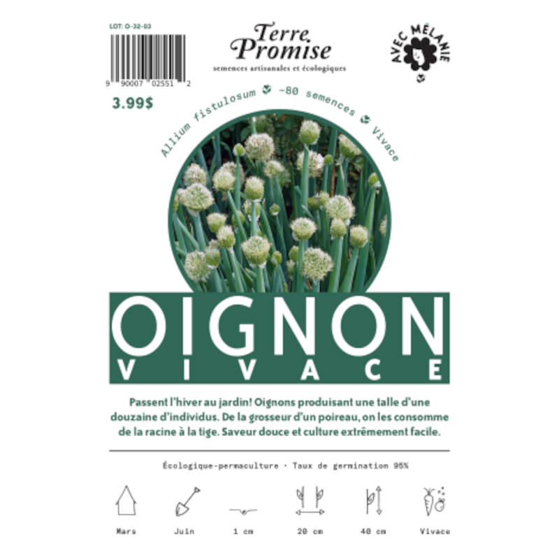 Oignon Vivace