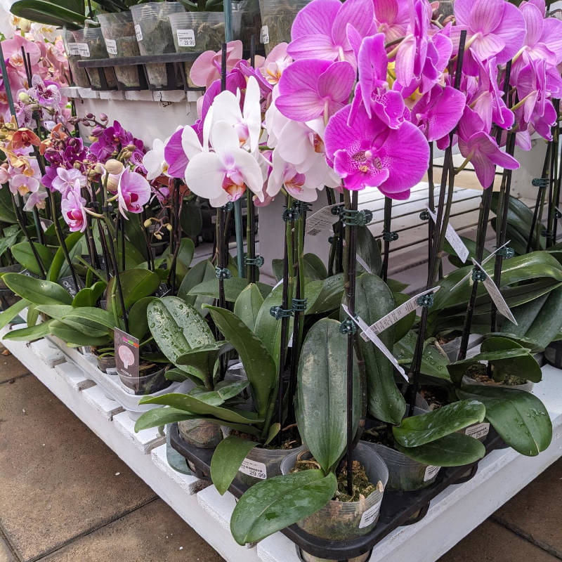 Orchidée ''Phalaenopsis''