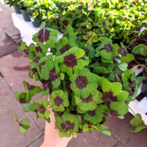 Oxalis Iron Cross