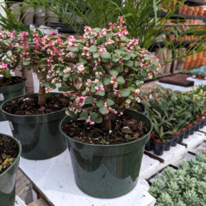 Portulacaria Afra Variegata