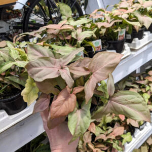 Syngonium Pink Perfection