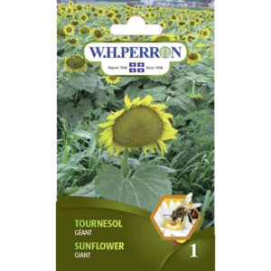 Tournesol Géant