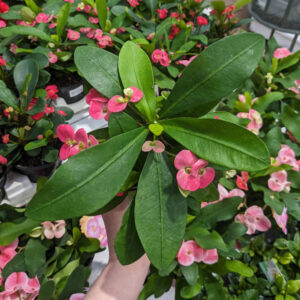 Euphorbia Pink Cadillac