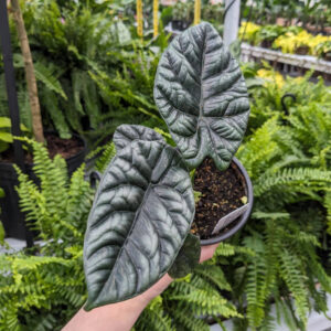 Alocasia Mirror Face Sinuata