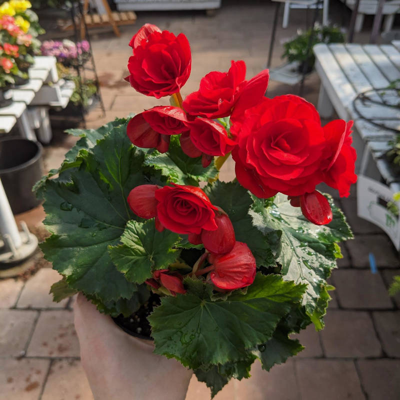 Begonia Reiger
