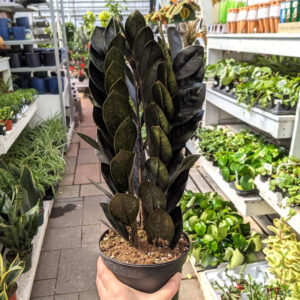 Zamioculcas Black Nova Star
