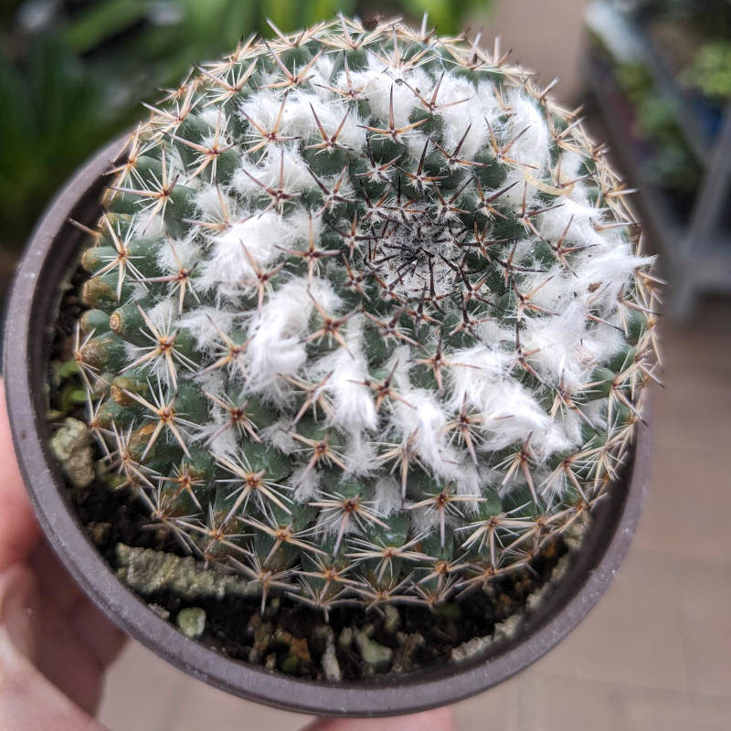 Cactus "tête blanche"