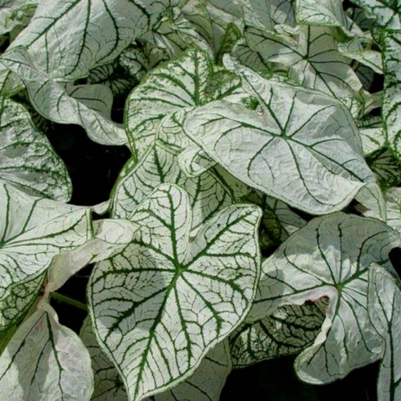 Bulbe Caladium Candidum