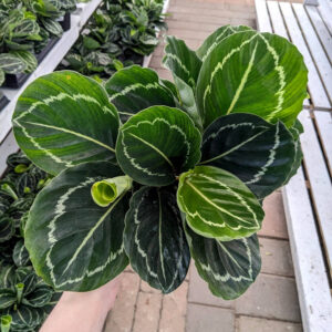 Calathea Green Beauty
