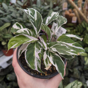 Calathea White Fusion