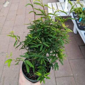 Calliandra Brevipes Pink Lilian