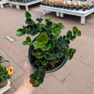 Carissa macrocarpa Tomlinson