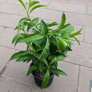 Cestrum Nocturnum Night Blooming Jasmine