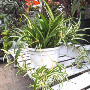 Chlorophytum Hawaiian