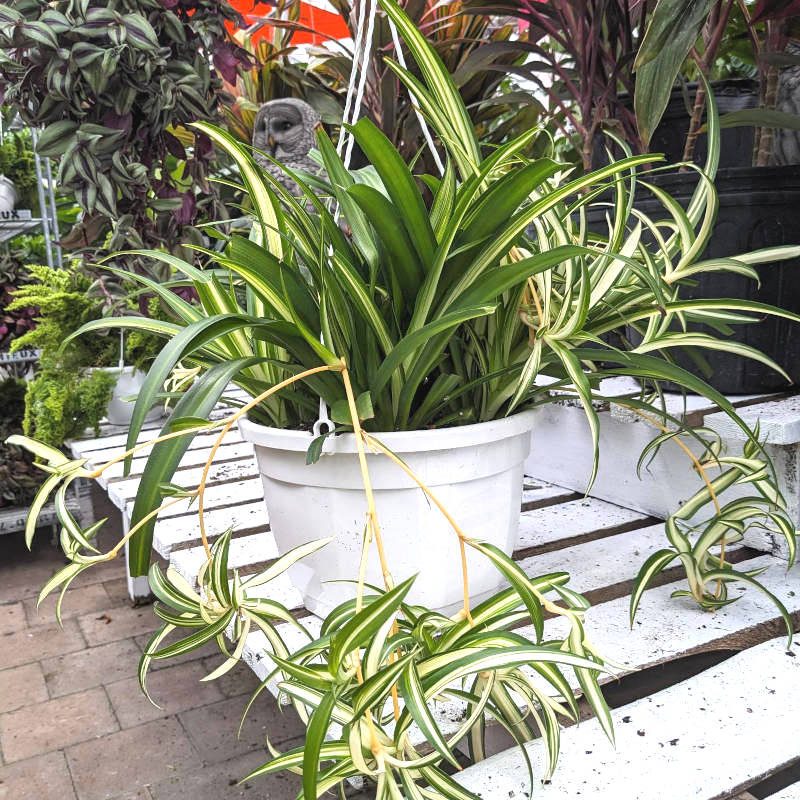 Chlorophytum Hawaiian