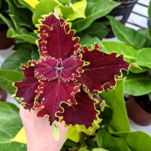 Coleus Crown Jewel